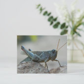 Kleine Sandy Grasshopper Briefkaart (Staand voorkant)