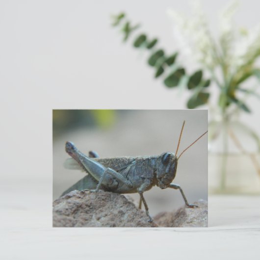 Kleine Sandy Grasshopper Briefkaart (Staand voorkant)