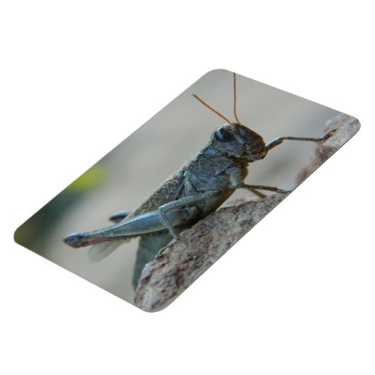 Kleine Sandy Grasshopper Magneet (Linkerzijde)