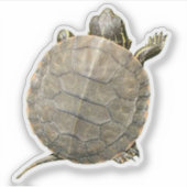 Kleine schildpad (schildpad) Foto Sticker (Voorkant)