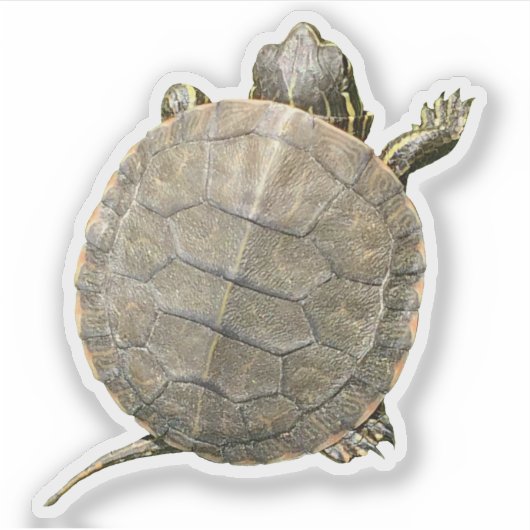 Kleine schildpad (schildpad) Foto Sticker (Voorkant)