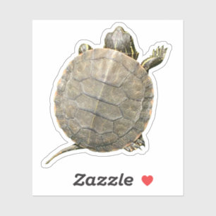 Kleine schildpad (tortoise) Foto Sticker