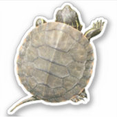 Kleine schildpad (tortoise) Foto Sticker (Voorkant)