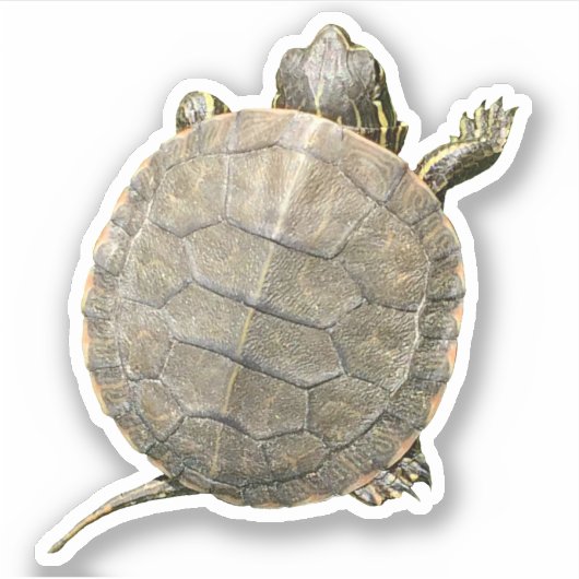 Kleine schildpad (tortoise) Foto Sticker (Voorkant)