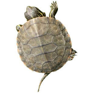 Kleine schildpadschildpad Dierenfotografie Fotobeeldje Magneet