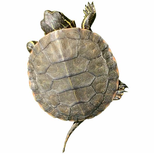 Kleine schildpadschildpad Dierenfotografie Fotobeeldje Magneet (Voorkant)