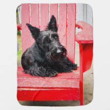 Kleine Scottie in een grote rode stoel
