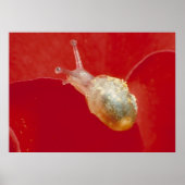 Kleine slak poster (Voorkant)