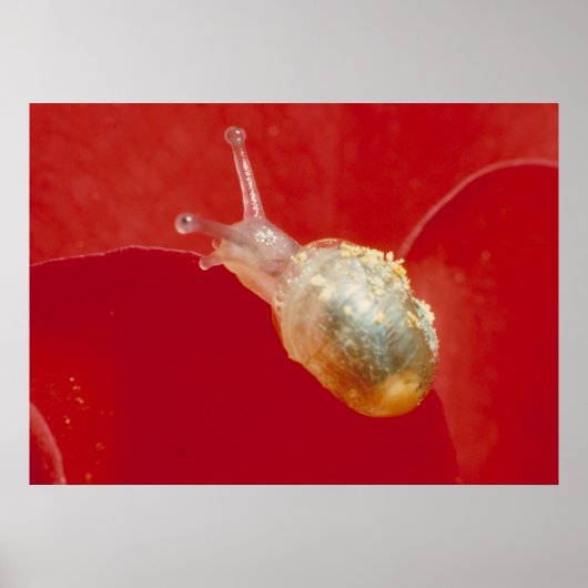 Kleine slak poster (Voorkant)