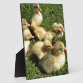 kleine slangen fotoplaat (Zijkant)