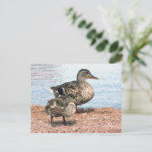 Kleine slangen op de Pond Briefkaart (Staand voorkant)