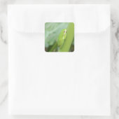 kleine slapgroene boomkikker vierkante sticker (Tas)
