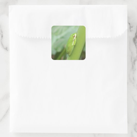 kleine slapgroene boomkikker vierkante sticker (Tas)
