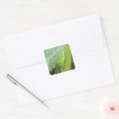 kleine slapgroene boomkikker vierkante sticker (Envelop)