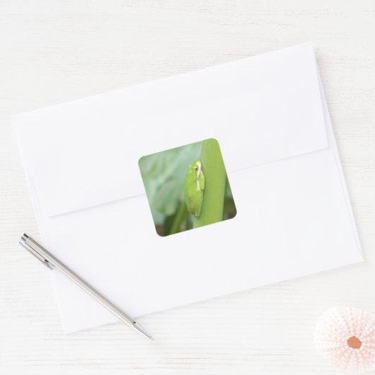 kleine slapgroene boomkikker vierkante sticker (Envelop)