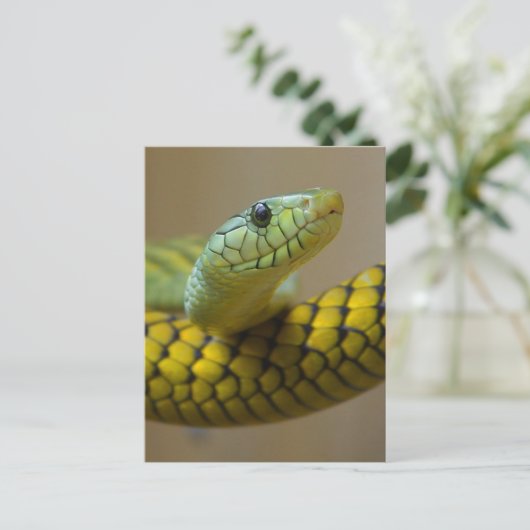 Kleine snuitjes briefkaart (Staand voorkant)