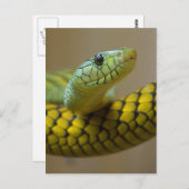 Kleine snuitjes briefkaart (Voorkant / Achterkant)