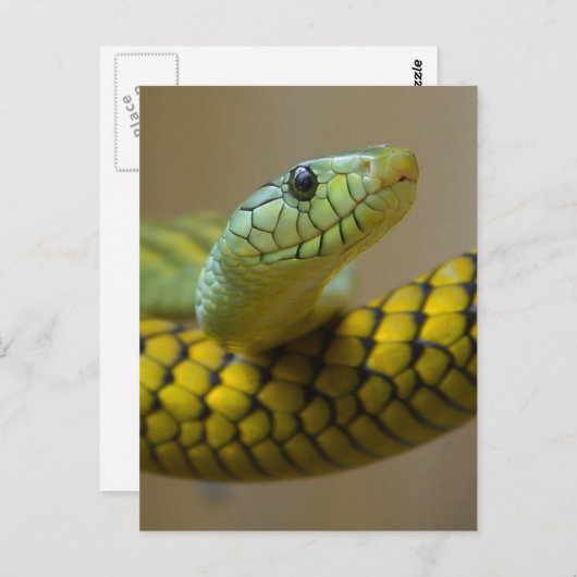 Kleine snuitjes briefkaart (Voorkant / Achterkant)