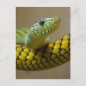 Kleine snuitjes briefkaart (Voorkant)