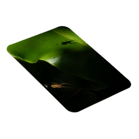 Kleine Spider Fotomagneet Magneet (Rechterzijde)