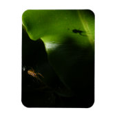 Kleine Spider Fotomagneet Magneet (Verticaal)