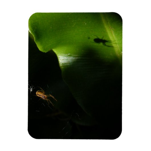 Kleine Spider Fotomagneet Magneet (Verticaal)