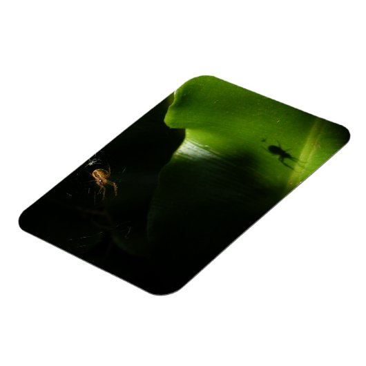 Kleine Spider Fotomagneet Magneet (Linkerzijde)