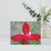 Kleine spin op miniatuur Fuschia Briefkaart (Staand voorkant)