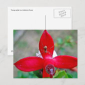 Kleine spin op miniatuur Fuschia Briefkaart (Voorkant / Achterkant)