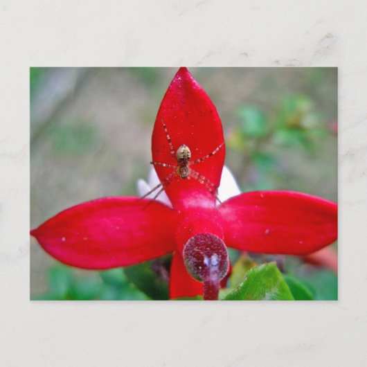 Kleine spin op miniatuur Fuschia Briefkaart (Voorkant)