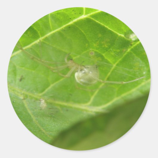 Kleine spinstickers ronde sticker (Voorkant)