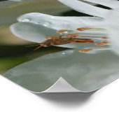 Kleine sprinkhaan op White Azalea Flower Abstract Poster (Hoek)