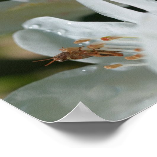 Kleine sprinkhaan op White Azalea Flower Abstract Poster (Hoek)