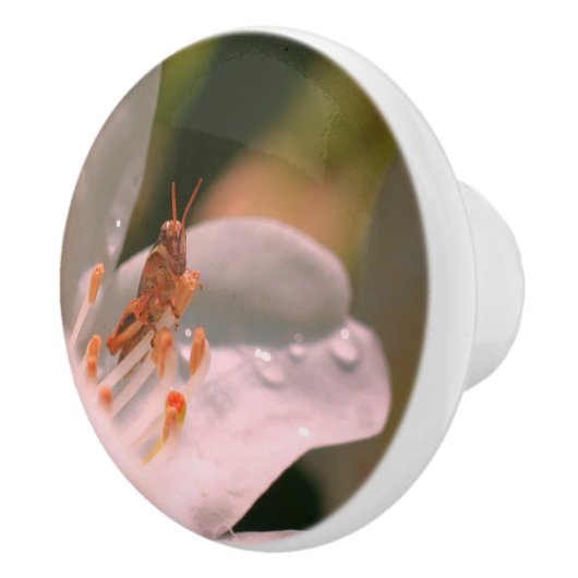 Kleine sprinkhaan op witte zalea keramische knop (Rechts)