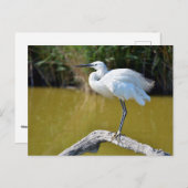 Kleine stekker op tak briefkaart (Voorkant / Achterkant)