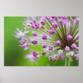 Kleine Sterne Poster (Voorkant)