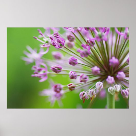 Kleine Sterne Poster (Voorkant)