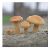 Kleine Toadstools Macro op maat Kubus (Voorkant)
