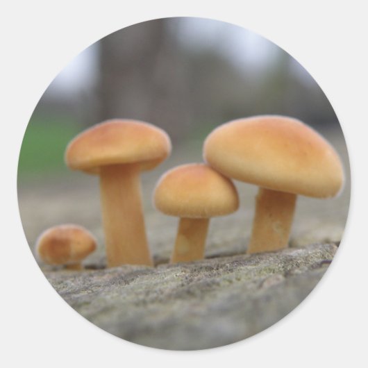 Kleine Toadstools Macro Stickers (Voorkant)
