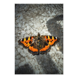 Kleine tortoiseshel Butterfly Foto Afdruk