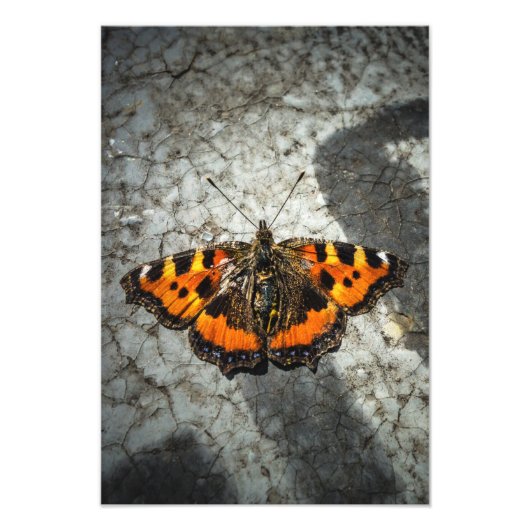 Kleine tortoiseshel Butterfly Foto Afdruk (Voorkant)
