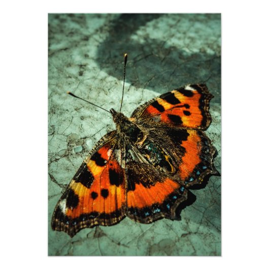 Kleine tortoiseshel Butterfly Foto Afdruk (Voorkant)