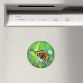 Kleine tortoiseshel Butterfly Magneet (Insitu (Vaatwasser))