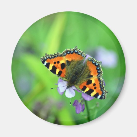 Kleine tortoiseshel Butterfly Magneet (Voorkant)