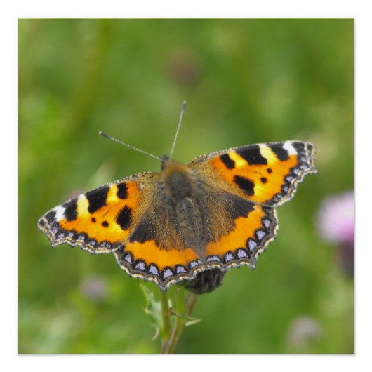 Kleine tortoiseshel Butterfly Perfect Poster (Voorkant)
