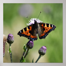 Kleine tortoiseshel Butterfly Poster