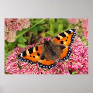 Kleine tortoiseshel Butterfly Poster