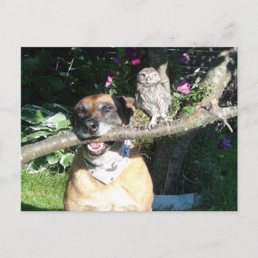 Kleine uil en grote hond briefkaart (Voorkant)