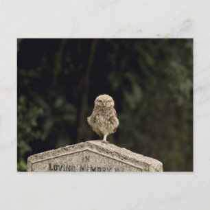 Kleine uil op een kerkhof briefkaart