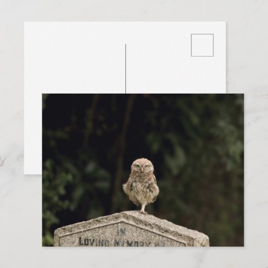 Kleine uil op een kerkhof briefkaart (Voorkant / Achterkant)